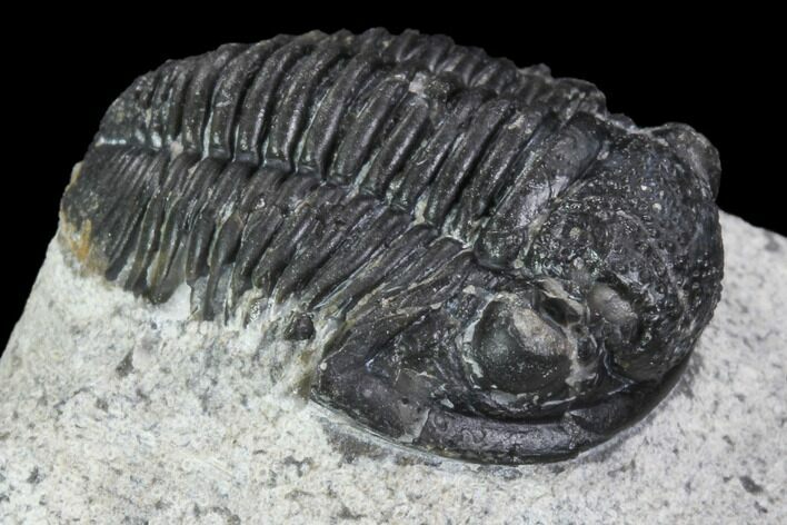 Gerastos Trilobite Fossil - Morocco #87570